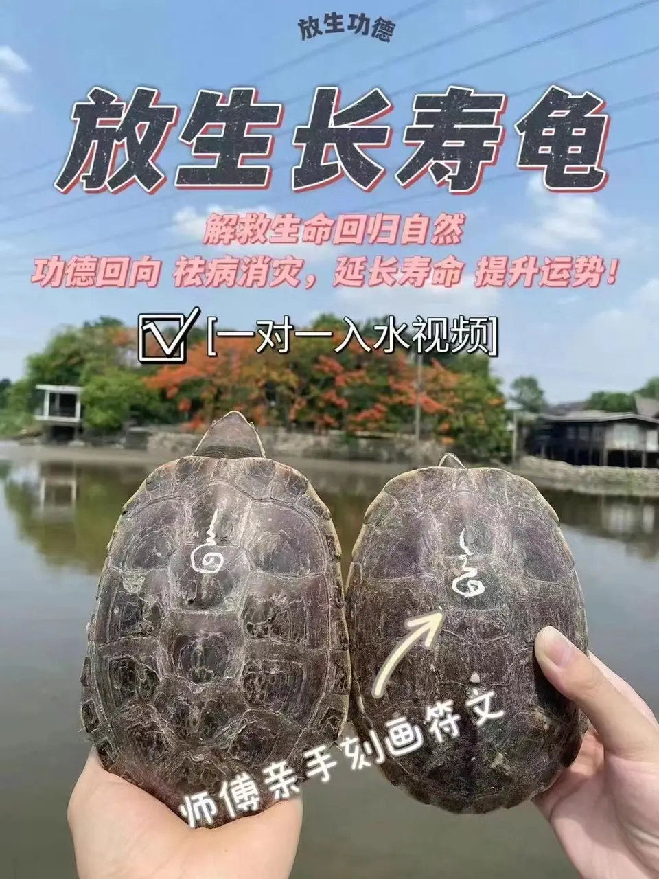 佛日放生龟
