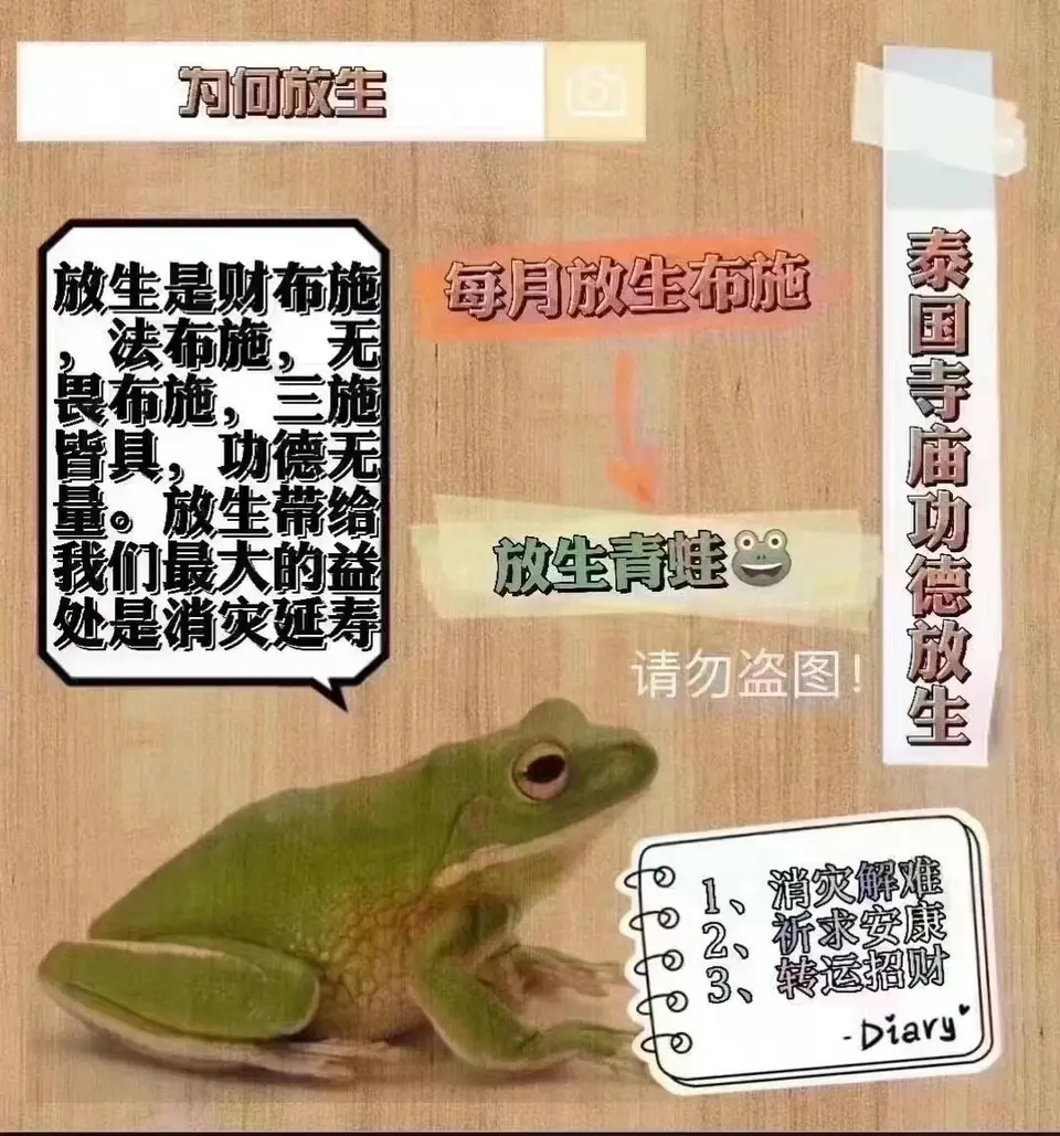 佛日放生青蛙