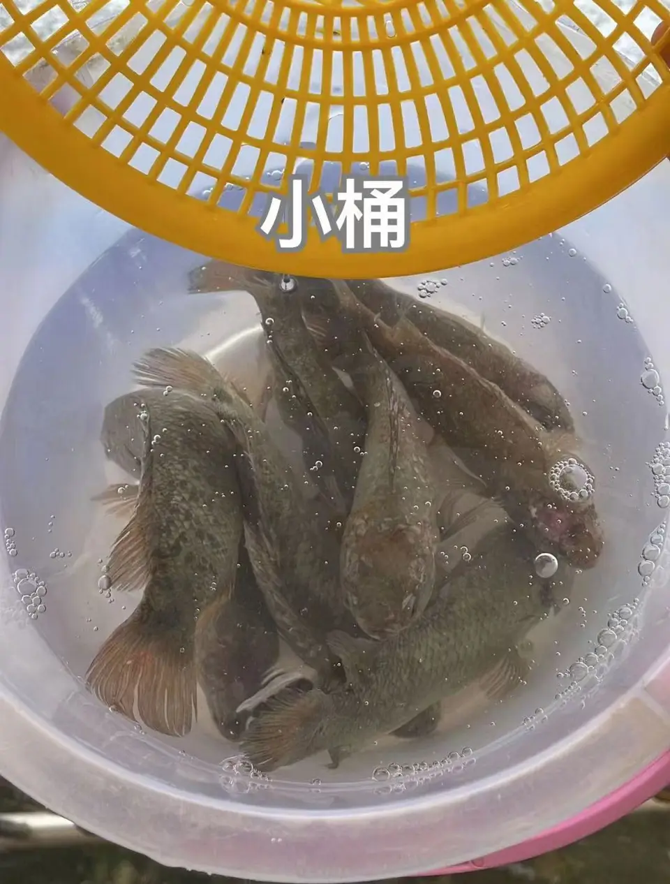佛日放生鱼
