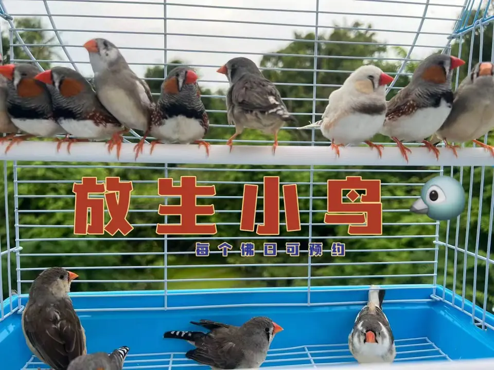佛日放生鸟