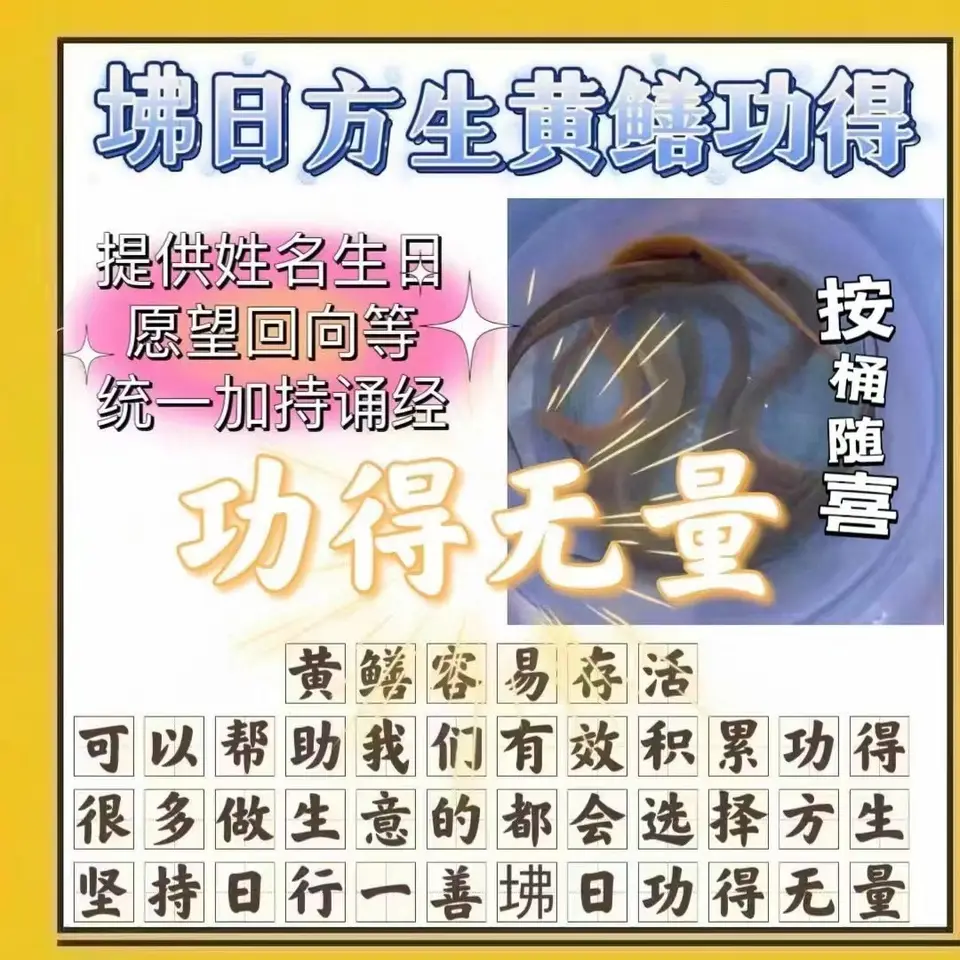 佛日放生黄鳝